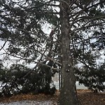 Tree/Branch Damage - Public Property at 10104 84 Street NW