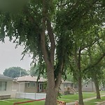 Overgrown Trees - Public Property at 12009 44 Street NW