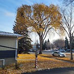 Tree/Branch Damage - Public Property at 7532 98 A Avenue NW