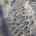 Winter Sidewalk Concern at N53.54 E113.59