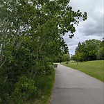 Overgrown Trees - Public Property at 11088 51 Avenue NW