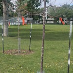 Tree/Branch Damage - Public Property at 15961 92 Avenue NW