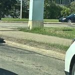 Turf Damage at 11003 61 Avenue NW
