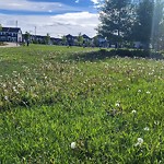 Park Grass Maintenance at 2227 21 Avenue NW