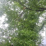 Tree/Branch Damage - Public Property at 9635 76 Street NW