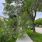 Tree/Branch Damage - Public Property at 13824 118 Street NW