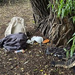 Litter Public Property at 10844 117 Street NW