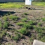 Litter Public Property at 807 34 Avenue NW