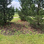 Noxious Weeds - Public Property at 300 Bulyea Road NW