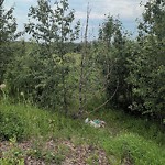 Litter Public Property at 1704 91 Street SW