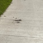 Litter Public Property at 9210 118 Avenue NW