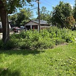 Noxious Weeds - Public Property at 7907 91 Avenue NW