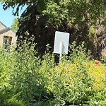 Noxious Weeds - Public Property at 6003 111 Avenue NW