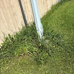 Noxious Weeds - Public Property at 11806 173 A Avenue NW