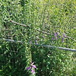 Noxious Weeds - Public Property at 8221 Rowland Road NW