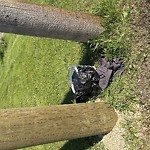 Litter Public Property at 12702 128 Street NW