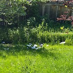 Litter Public Property at 3110 Calgary Trail NW